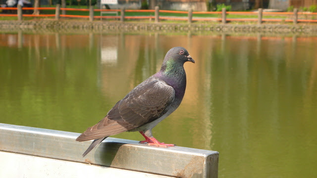 粉鳥