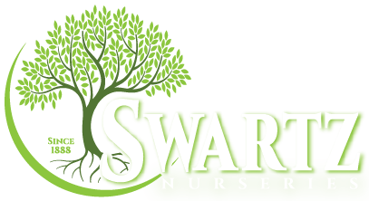 Illussion: Logo For Plant Nursery