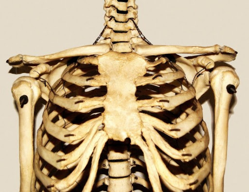 Picture Of What Is Under Your Rib Cage - Large, Small, Painful, Hard