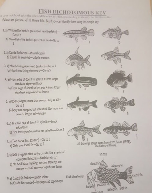 Dichotomous Key Worksheet Answers Key / 18 Best Images of Shark