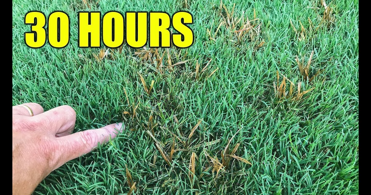 how to get rid of grass seeds