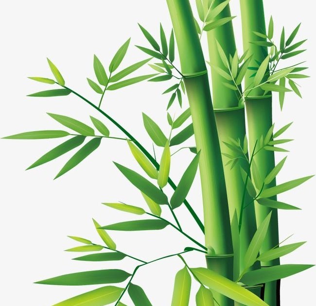 Bamboo Wallpaper Cartoon - img-plumtree