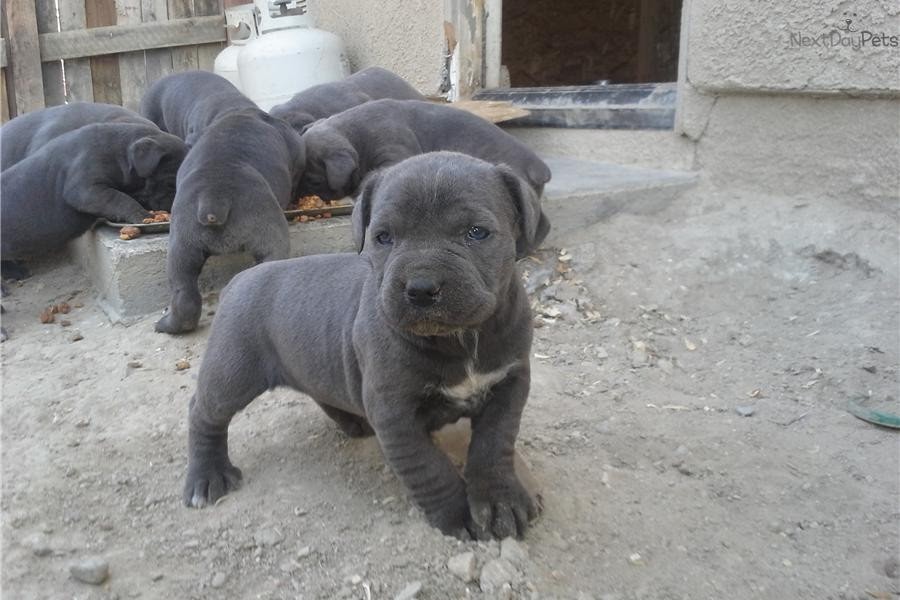 boggieboardcottage Cane Corso Blue Brindle Puppies For Sale