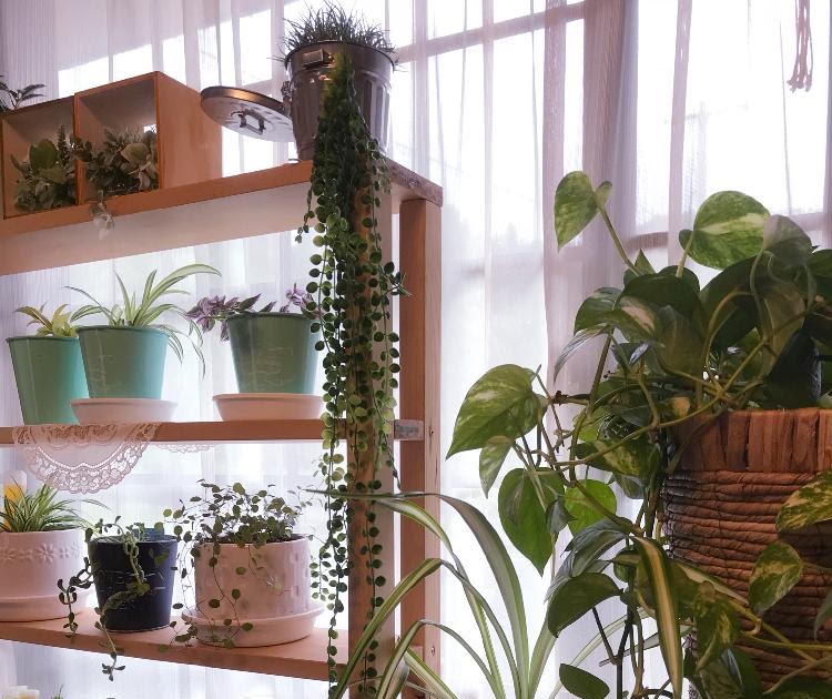 【35++】 植物 棚 Diy 花のイメージのコレクション