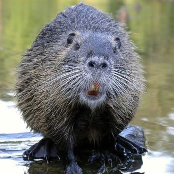 Beaver Shot
