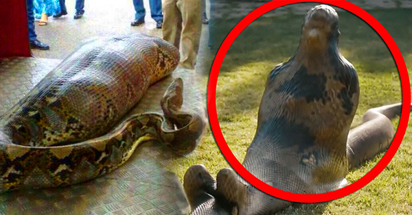 The viral news: A Man Outrageously Swallowed by a Giant Snake