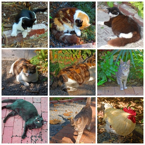 Hemingway house critters