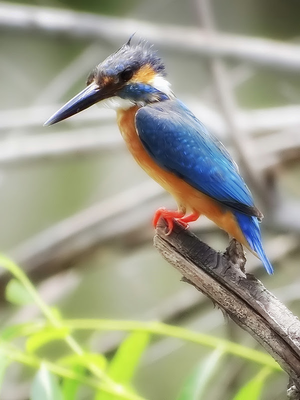 翠鳥/無限台南