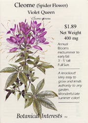 thorns violet cleome weed queen northern why exposure gardening