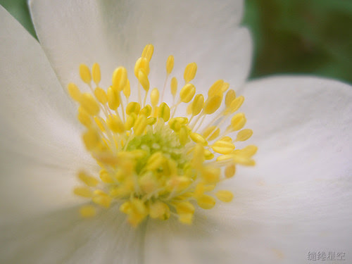 White Wild Rose