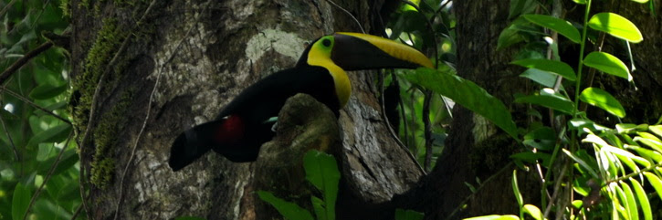 Parc Corcovado