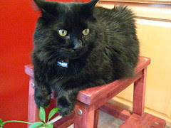 Huggy Bear perched on the kitchen stool