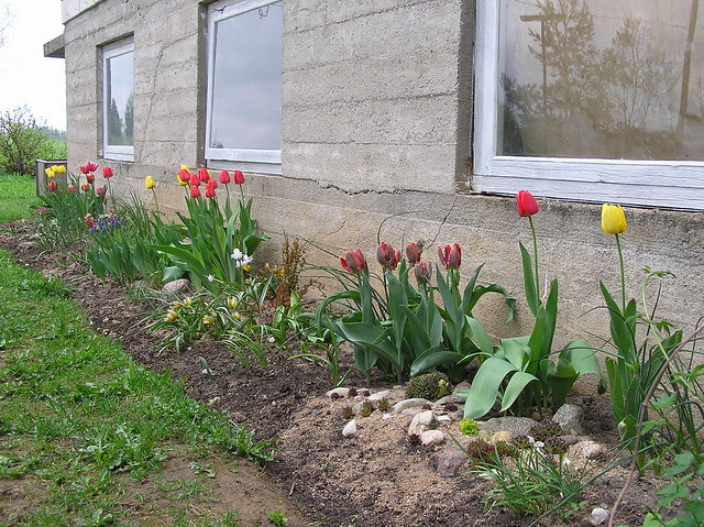 Spring Bulbs Bed