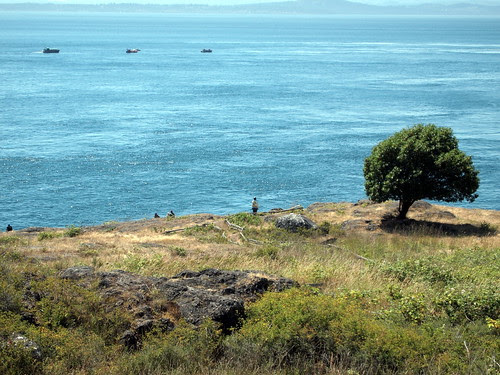 Orcas watching
