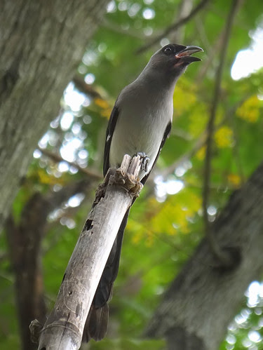 鳳頭蒼鷹/無限台南