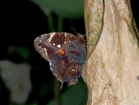 Opoptera aorsa