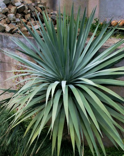 20060225-vs-8624 Dragoeiro - Dracaena draco