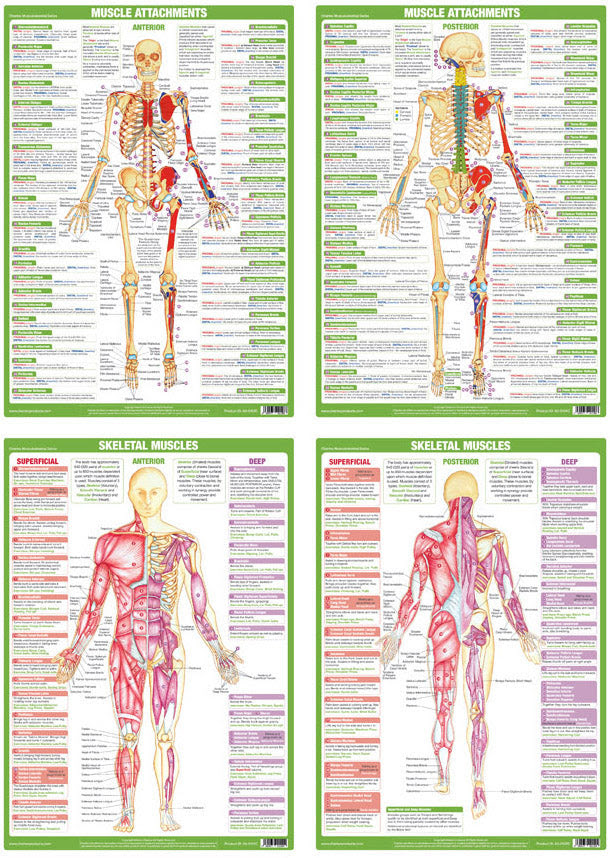 human-anatomy-study-charts