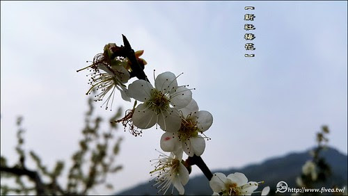 新社梅花森林 新社梅花森林
