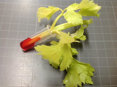 芹菜輕量化實驗