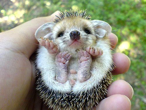 最高キウイ 動物 最高の動物画像
