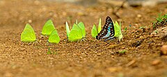 Catopsilia pomona (yellow) and Graphium doson (black and blue) butterflies mud-puddling - 20100616