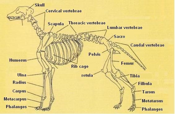 Dog Leg Bone Diagram / Dog Anatomy Leg Bones Stock Image Stock Photo