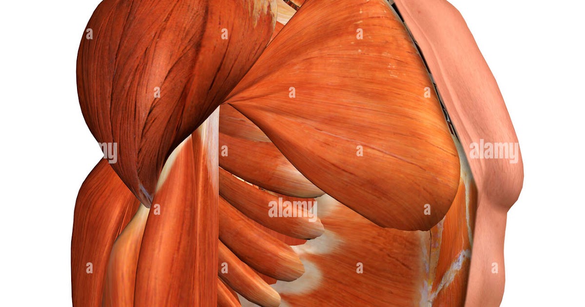 Groin Muscle Anatomy - Anatomy Of The Abdomen And Groin Saint Luke S