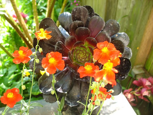 Schwartzkopf + Sunrose
