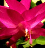 Christmas Cactus