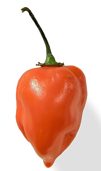 Cabai; Macam dan Penjelasan Cabai Gendol / Gendot, Habanero (Capsicum chinense)