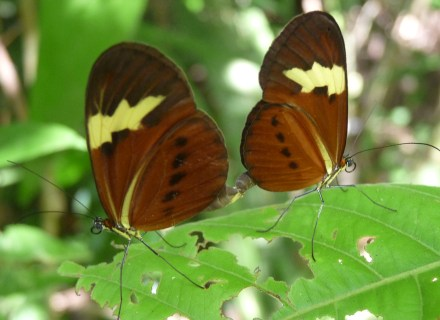 Sais rosalia
