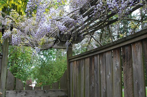 garden 2007