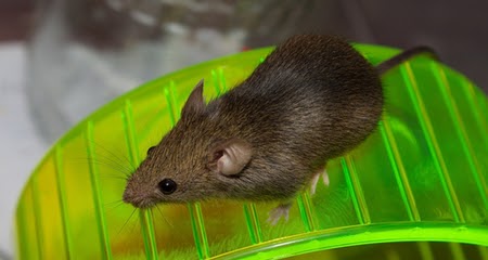 Diy Rat Toys : Love That They Added An Extra Level Diy Rat Toys Pet