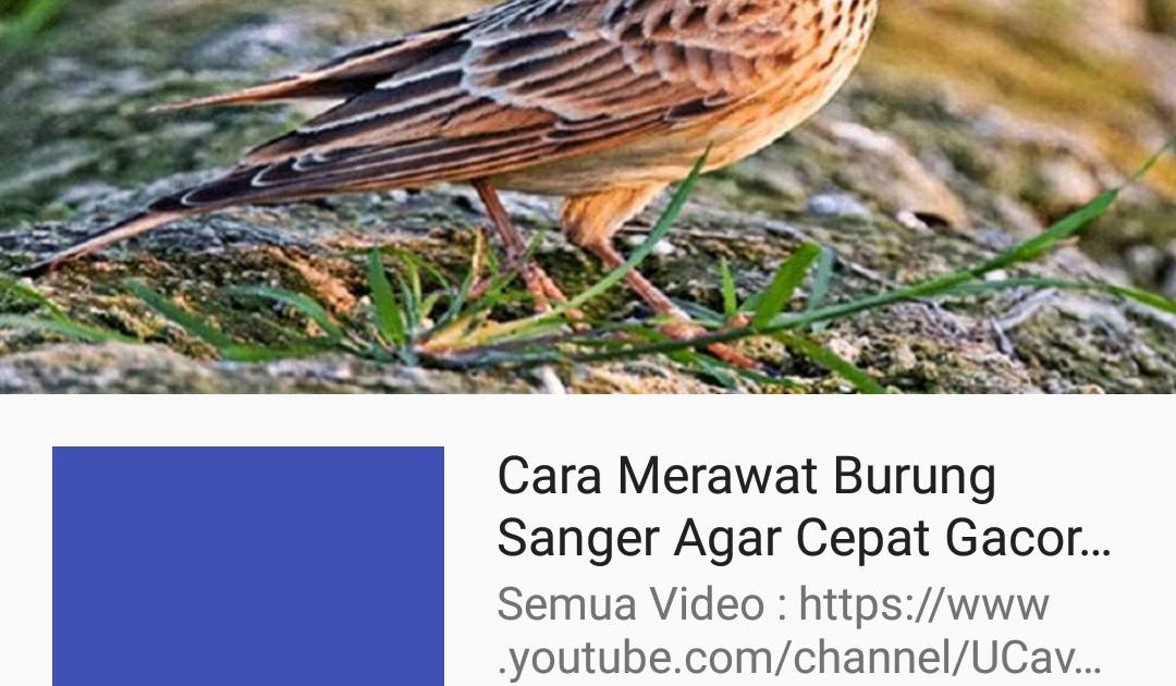Gambar Burung Branjangan - Sangkar Branjangan Sangkar Sangkar Burung