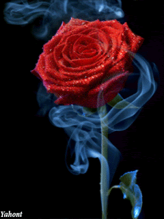 Роза и дым