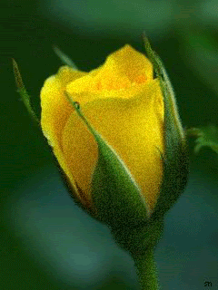 Желтая роза!!