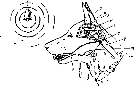 Схема условного рефлекса у собаки. Собака Павлова схема рефлекса. Дуга слюноотделительного рефлекса. Условный рефлекс у собак.