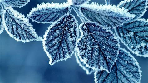 Winter snow trees leaves seasons frost icicles wallpaper Winter snow trees leaves seasons frost icicles wallpaper