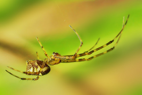 oneDigital Photography - Nature: ARACHNOgraphy [spiders]