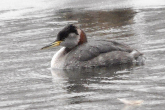 Ed Gaillard: recent &emdash; Red-Necked Grebe, Central Park Reservoir