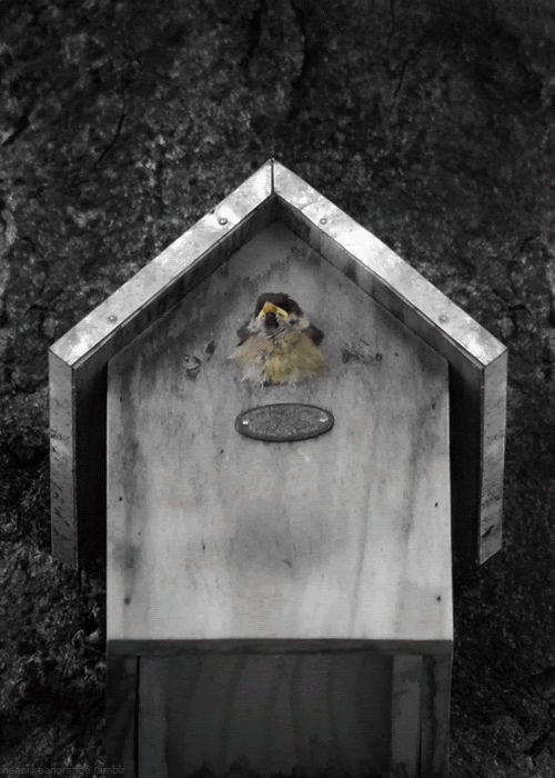 headlikeanorange:

Fledgling Eurasian tree sparrow

Hello!
I&#8217;m king of the world.
A good day to all!
Life is beautiful
and so am I.