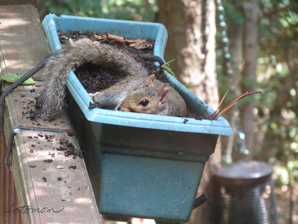 FotoMom: Squirrel Bed