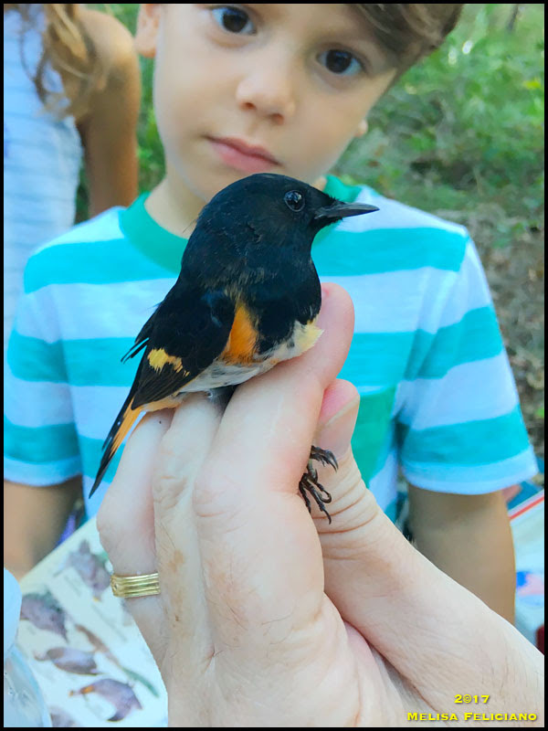 American Redstart American Redstart