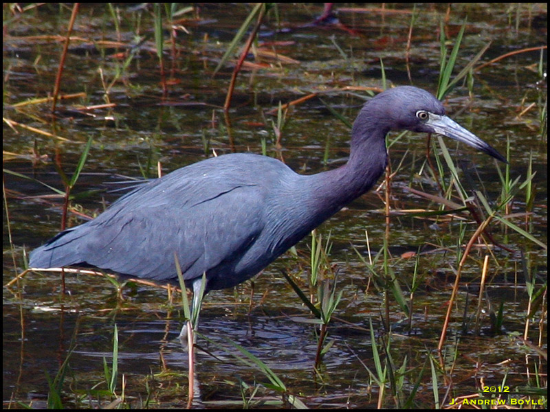 Little Blue Heron Little Blue Heron