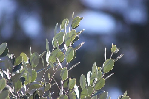 Feijoa