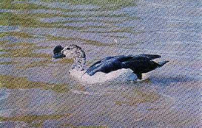 Pg5-1, KNOB-BILLED DUCK