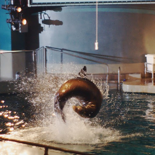 Sea lion show