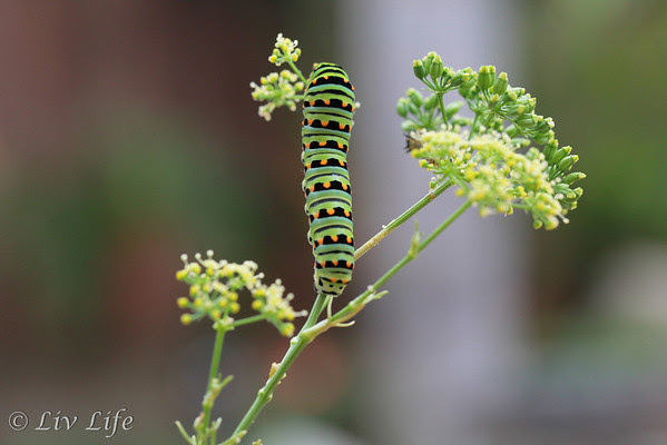 Black Swallowtail Caterpillar on parsley