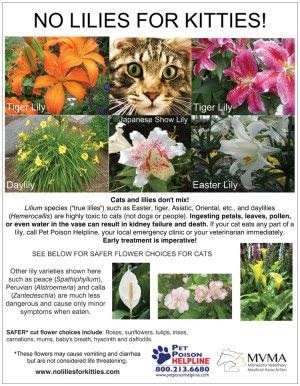 Lily Rehfisch: Lily Flowers Toxic To Dogs / Warning These Common Plants